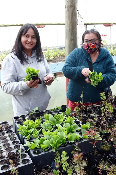 Manejo de Almácigos